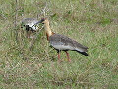 Buff-necked Ibis