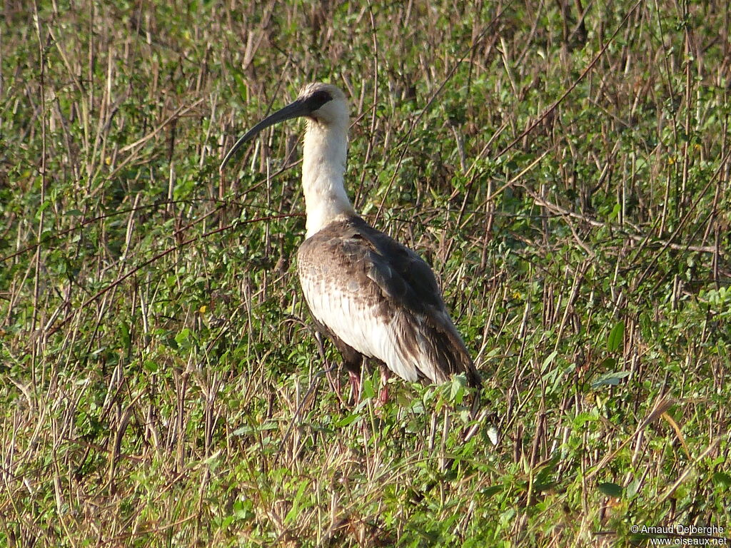 Buff-necked Ibis