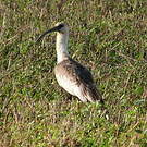 Ibis mandore