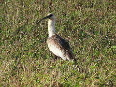 Buff-necked Ibis