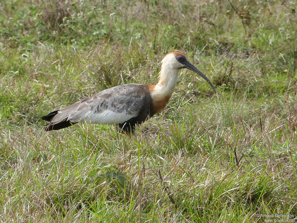 Buff-necked Ibis