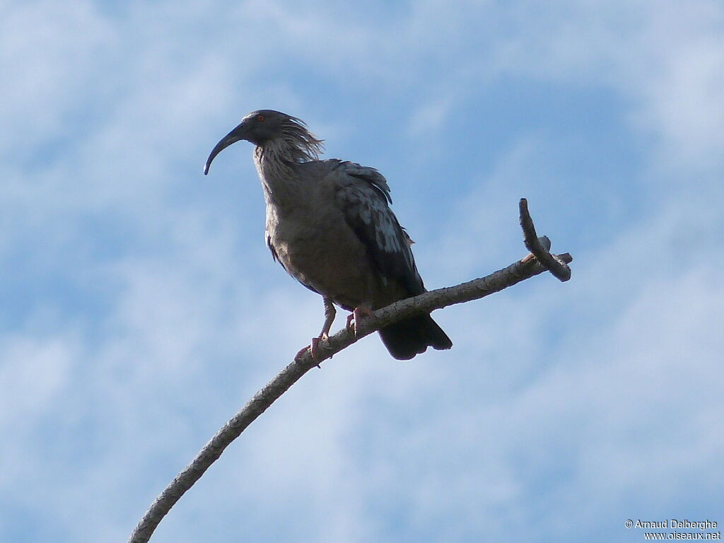 Ibis plombé