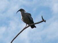 Ibis plombé