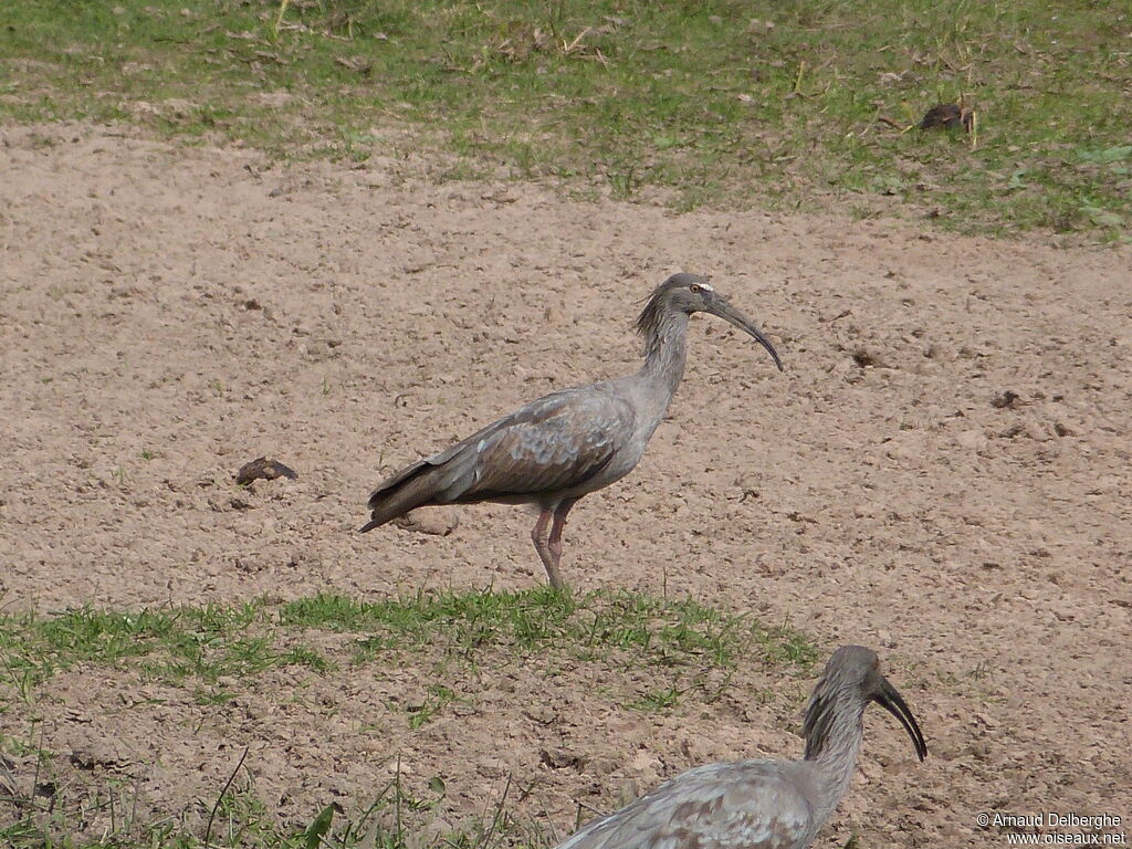 Plumbeous Ibis