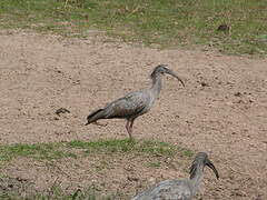 Ibis plombé