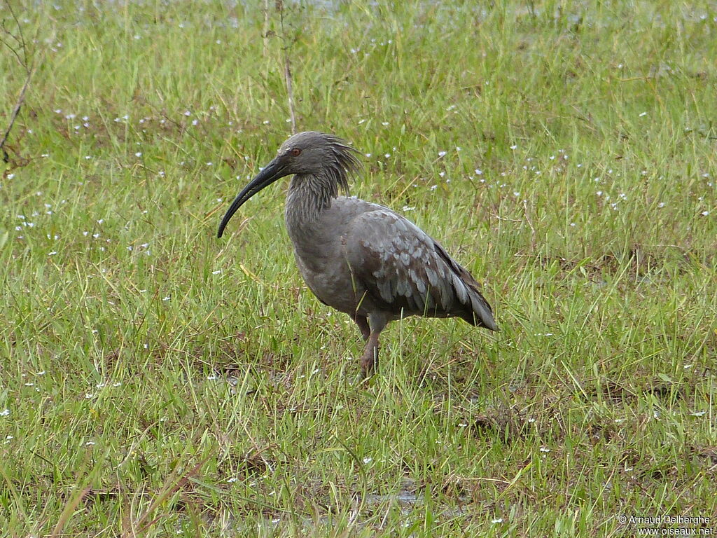 Plumbeous Ibis