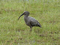 Plumbeous Ibis