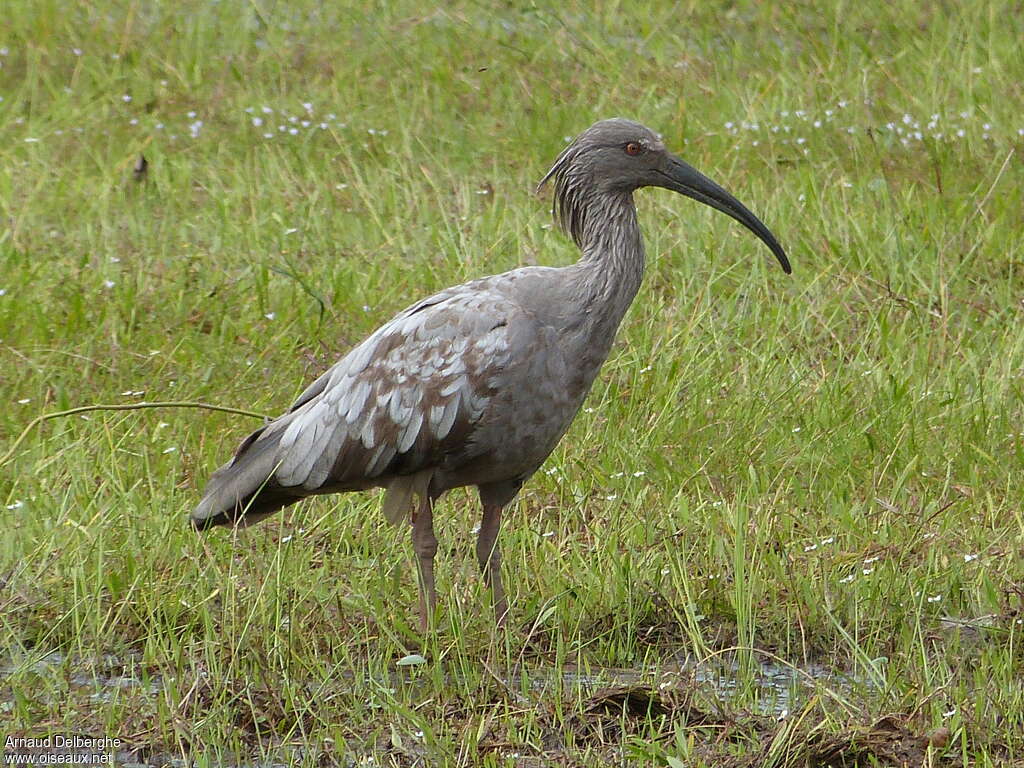 Pantanal : Les oiseaux aquatiques