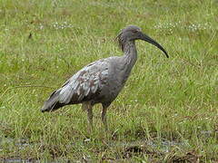 Plumbeous Ibis