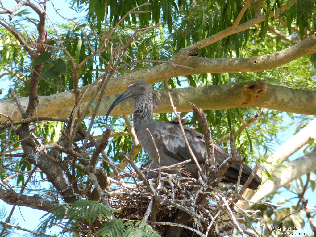 Plumbeous Ibis