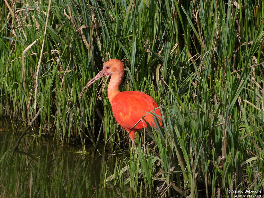 Ibis rouge