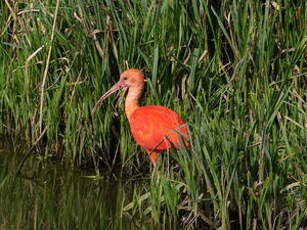 Ibis rouge