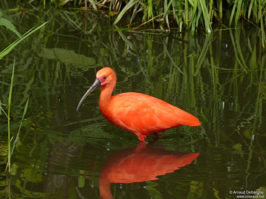 Scarlet Ibis