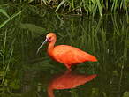 Ibis rouge