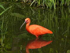 Ibis rouge