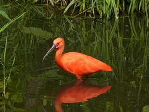 Ibis rouge