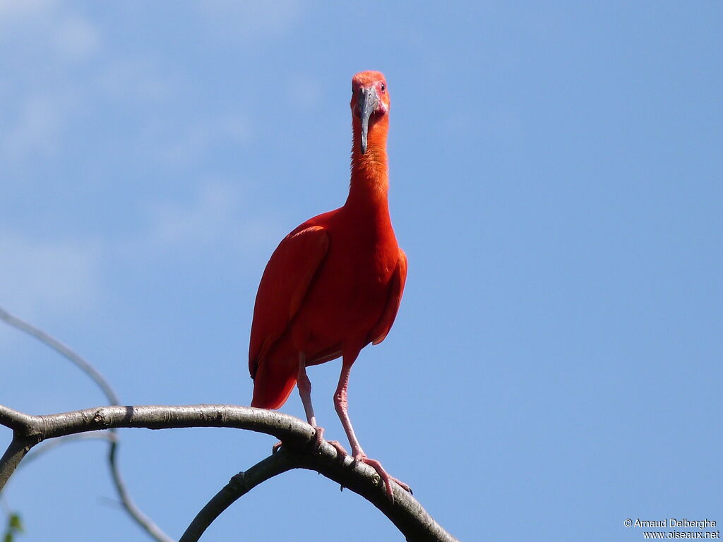 Ibis rouge