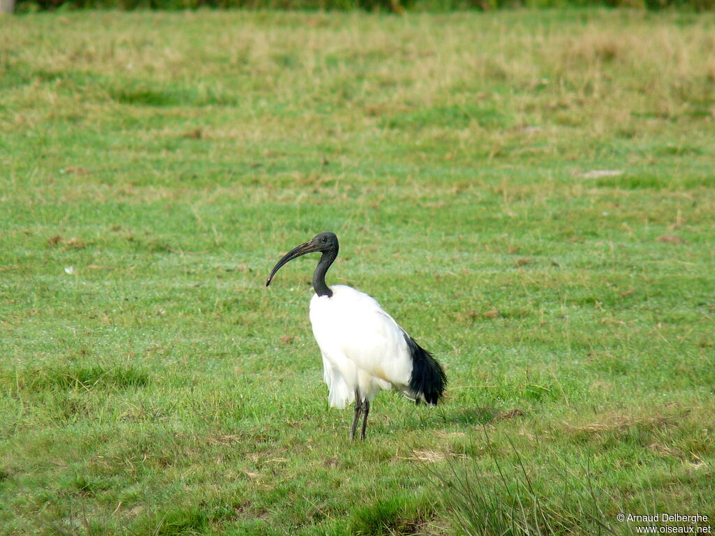 African Sacred Ibis