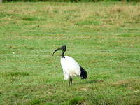 Ibis sacré