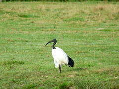 African Sacred Ibis