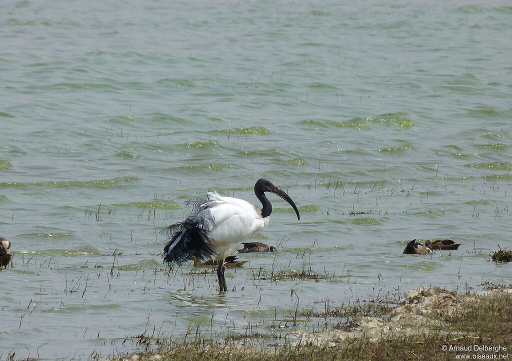 African Sacred Ibis