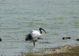 African Sacred Ibis