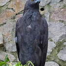 Aigle noir