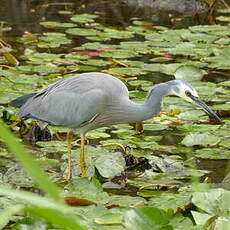 Aigrette à face blanche