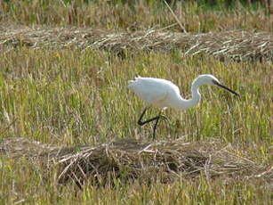 Aigrette garzette