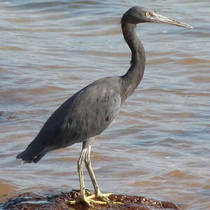 Aigrette sacrée