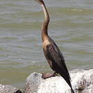 Anhinga d'Afrique