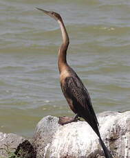 Anhinga d'Afrique