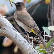 Bulbul tricolore