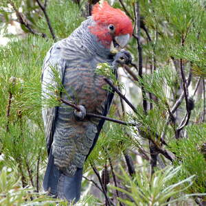 Cacatoès à tête rouge