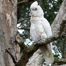 Cacatoès corella