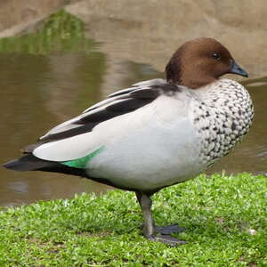 Canard à crinière