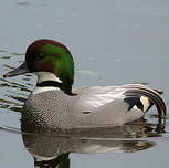 Canard à faucilles