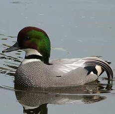 Canard à faucilles