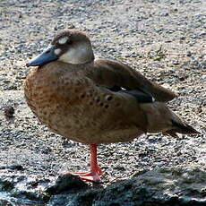 Canard amazonette