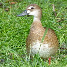 Canard amazonette