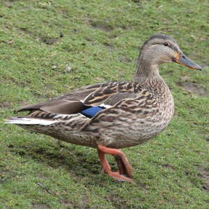 Le Canard colvert - FDC 42