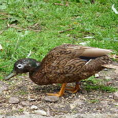 Canard de Laysan