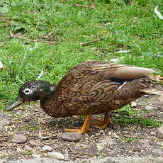 Canard de Laysan