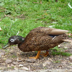 Canard de Laysan