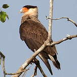 Caracara huppé