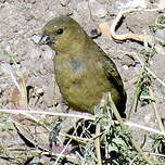 Chardonneret de Magellan