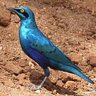 Choucador à oreillons bleus