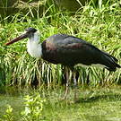 Cigogne épiscopale