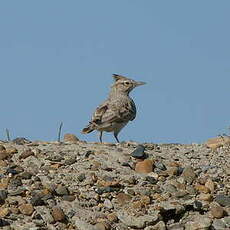 Cochevis huppé