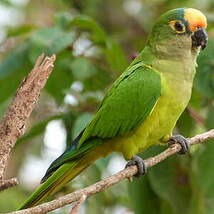 Conure couronnée